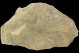 Cruziana (Fossil Trilobite Trackway) - Morocco #118328-1